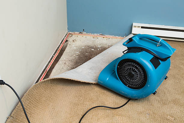 Best Mold removal after water damage  in Edina, MN